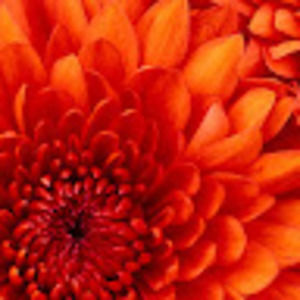 Meet your Posher, Shelbi